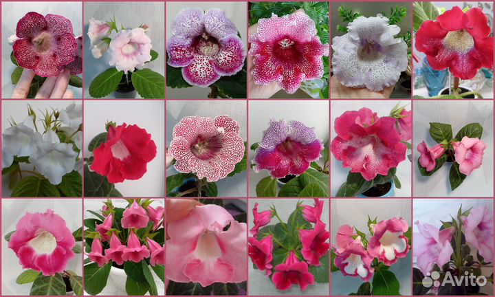 Семена Глоксиний и Тидей по почте