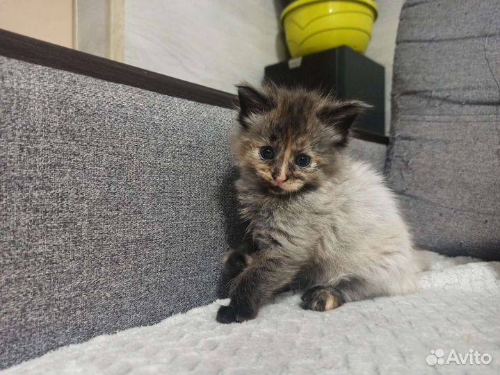 Котята мейн-кун