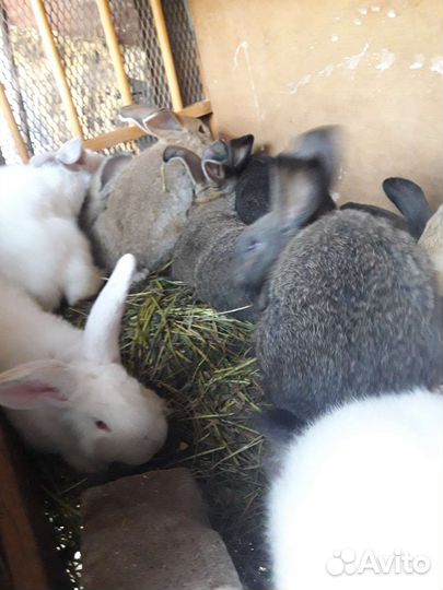 Кролики и крольчата разные