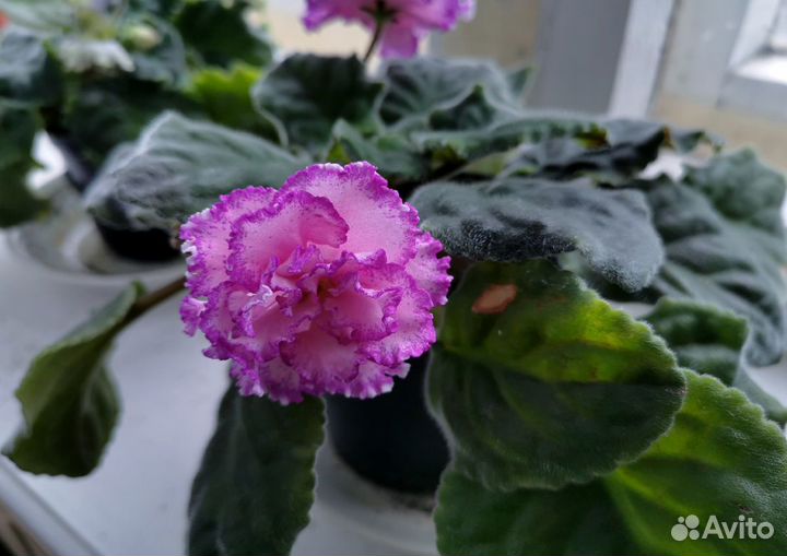 Комнатные растения цветы фиалки