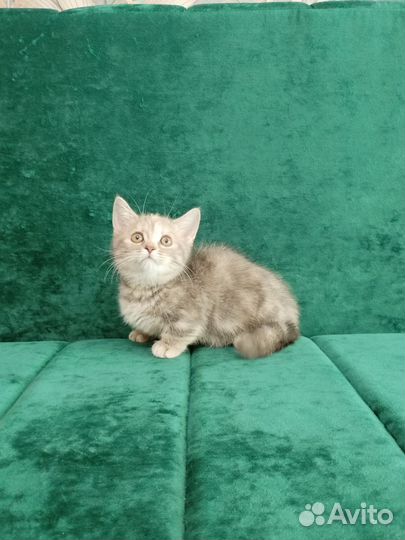 Эксклюзивные малыши