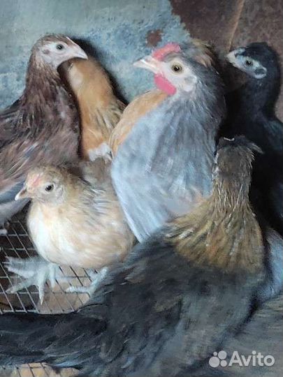 Куры молодки