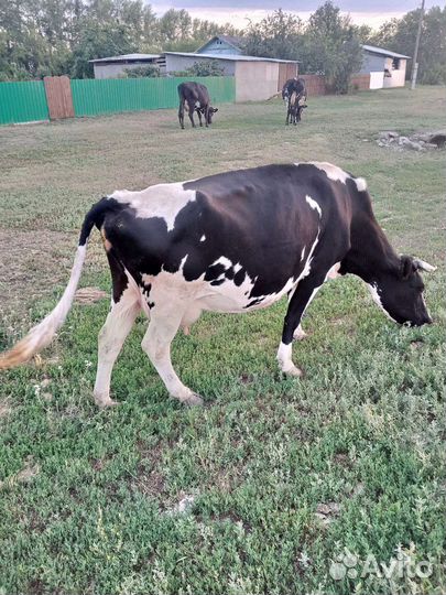 Коровы дойные