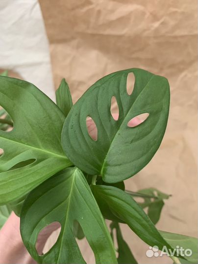 Отростки мини-монстеры лиановидной