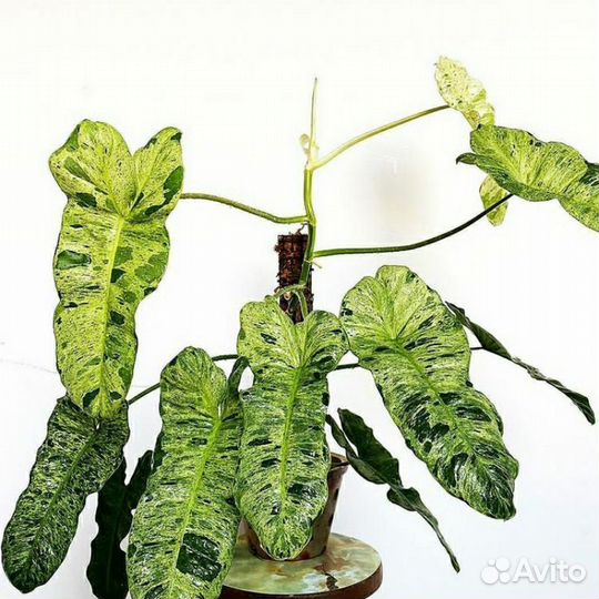 Филодендрон Параисо Верде Вариегата