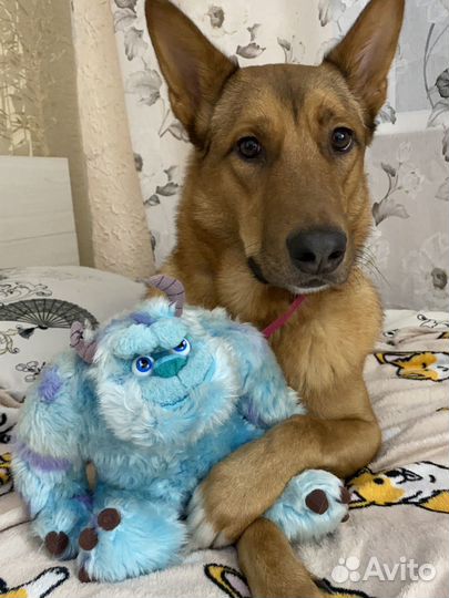 Потерялась собака