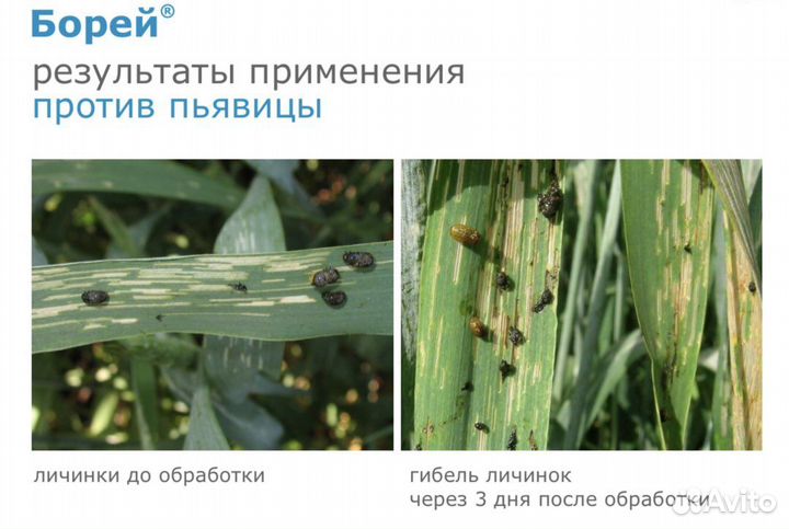 Борей (инсектицид)