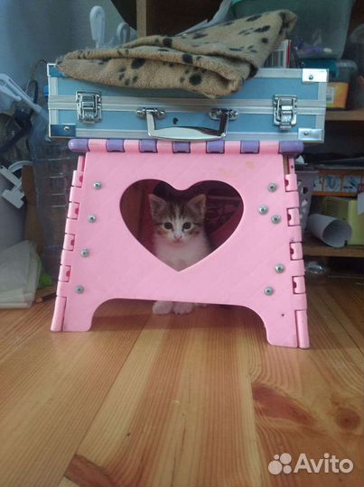 Котенок