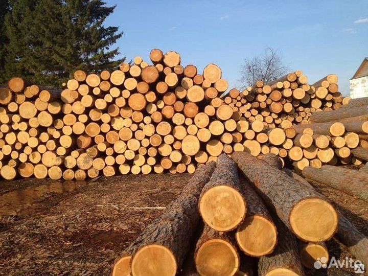 Лес кругляк сосна