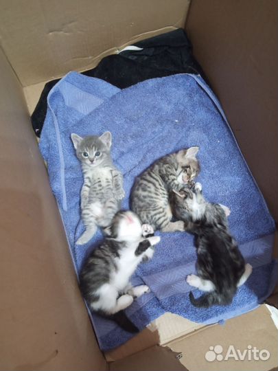 Котята в добрые руки