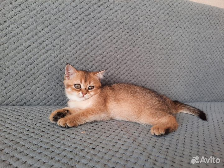 Котята шотландские