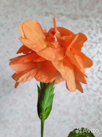 Спатифиллум,кроссандра