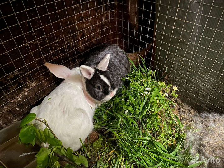 Крольчата