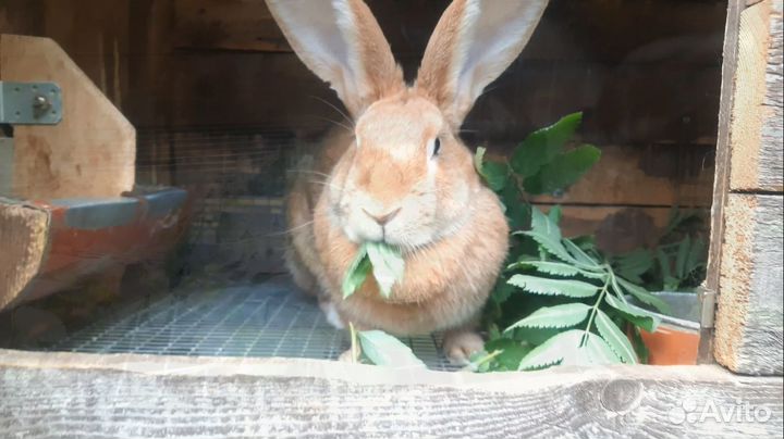 Кролики породы бургундская