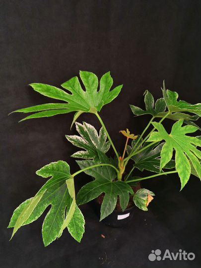 Фатсия вариегатная 17/50