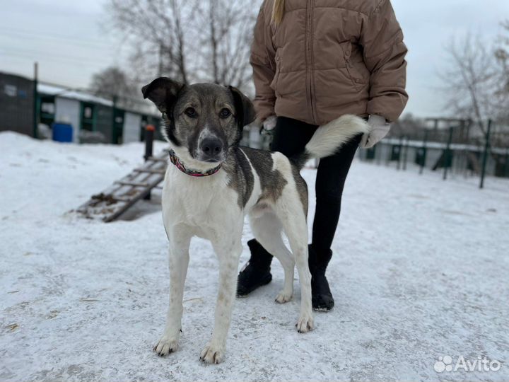 Молодого пса предали и сдали в приют