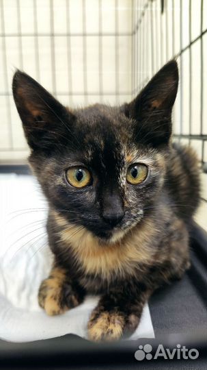 Котёнок Мисти