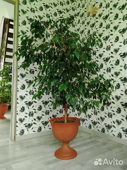 Продам цветы комнатные