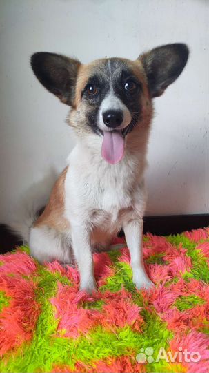 Малышка Трикси