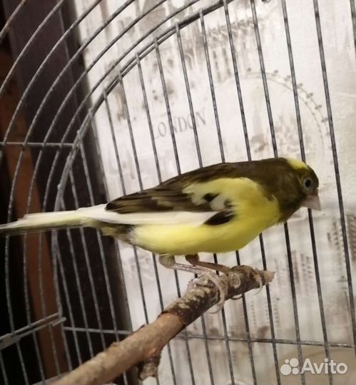 Канарейка с клеткой