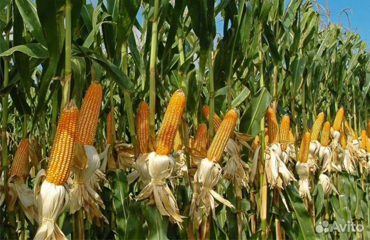 Семена кукурузы на зерно и силос Российской селекц