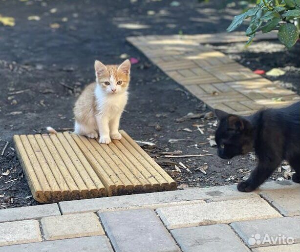 Котята, отдам бесплатно