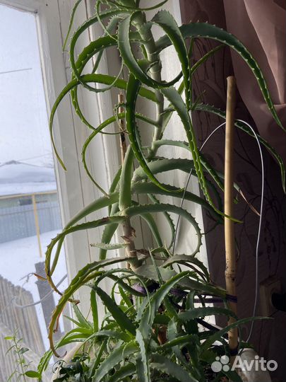 Комнатные цветы алоэ