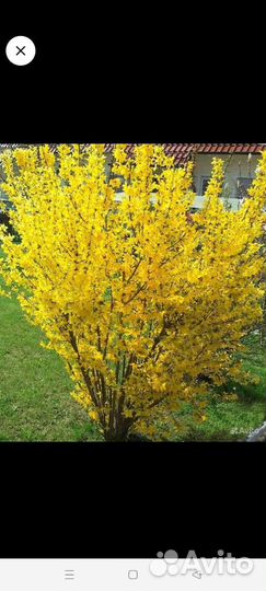 Форзиция и другие растения для сада