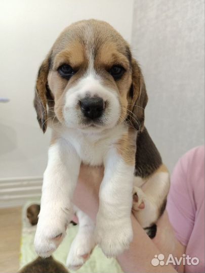 Щенки бигль