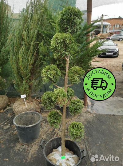 Туя Колумна Формированная