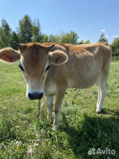 Телка джерси