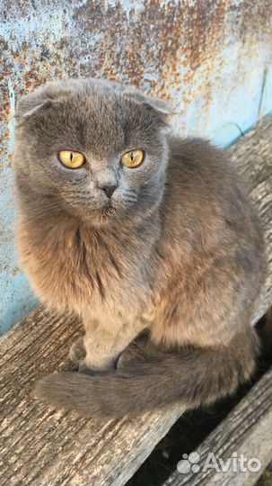 Британские коты и кошки