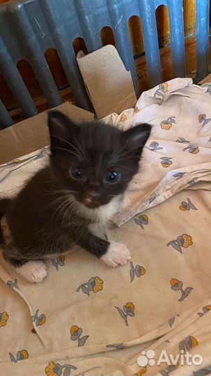 Котята