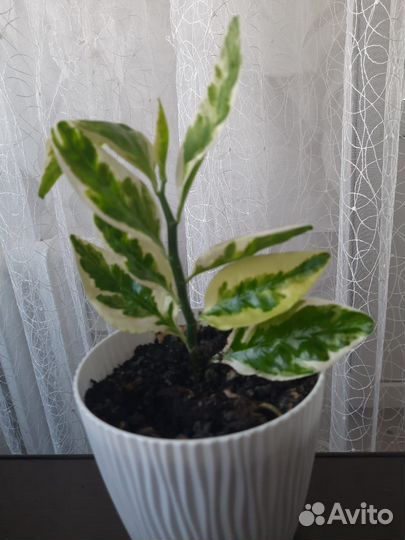 Педилантус