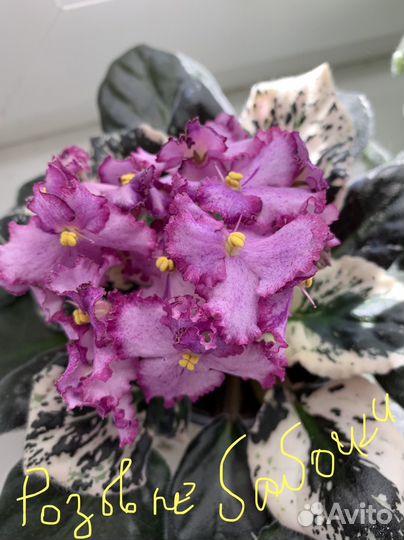 Фиалка комнатные растения подарок