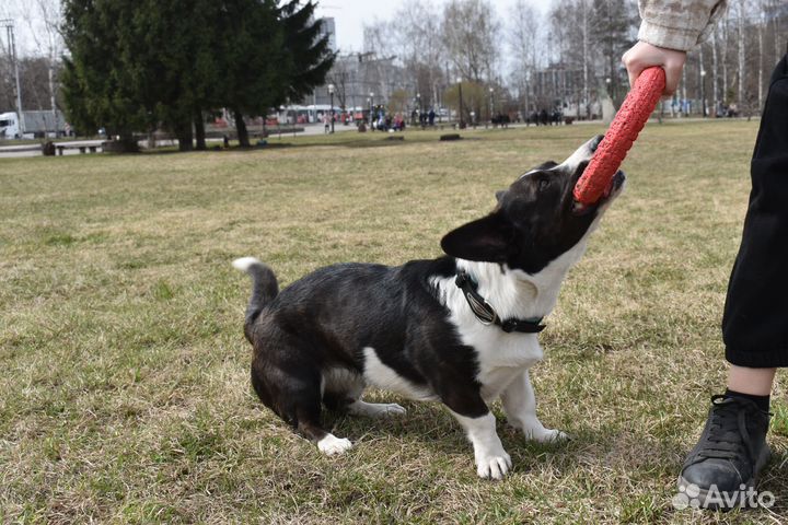 Дрессировка и воспитание собак