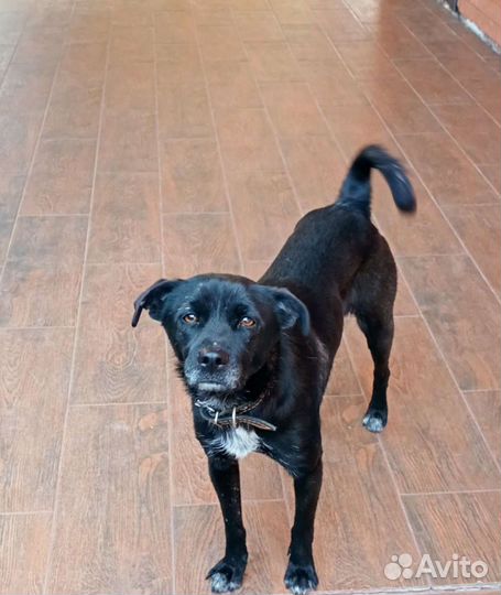 Щенки в дар