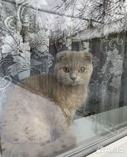 Котик от шотландской вислоухой