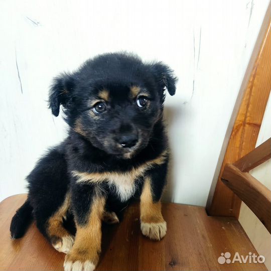 Щеночки кукленыши в добрые руки