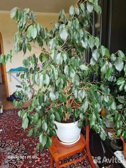 Фикус бенджамина