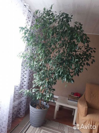 Фикус бенджамина