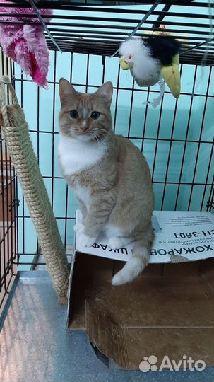 Кошка