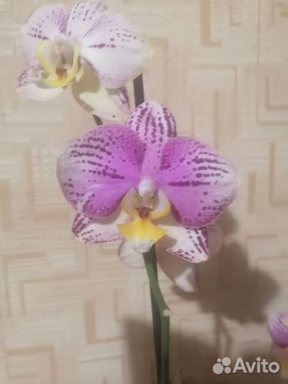 Орхидея фаленопсис