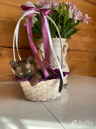 Котята европейской бурмы