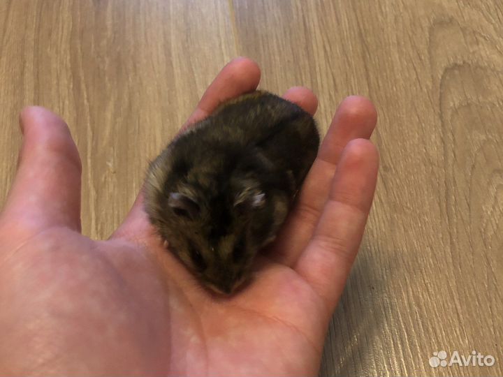 Джунгарский хомяк