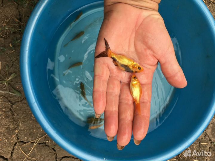 Золотая рыбка