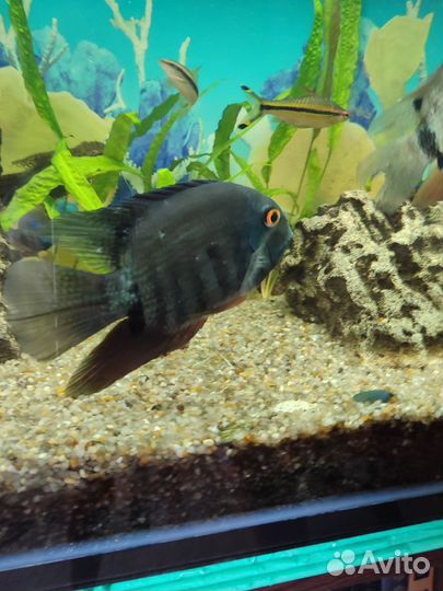 Северум красноплечий