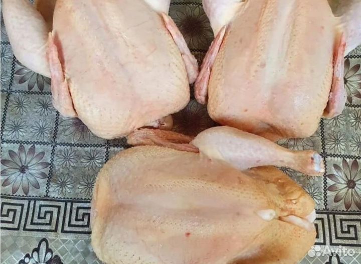 Куры домашние