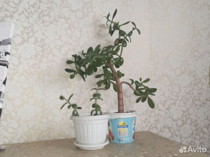 Денежное дерево (толстянка)