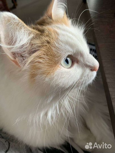 Кошка пушистая